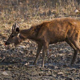 Panna - Sambar deer